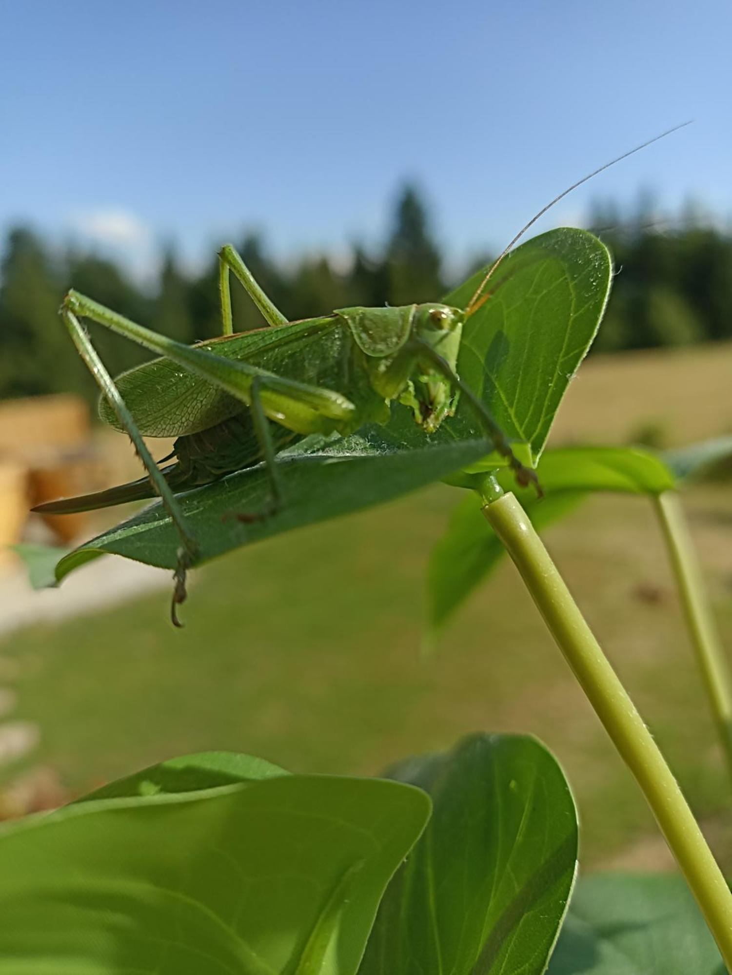 Gosciniec Dziubasowki Villa Nowy Targ Luaran gambar